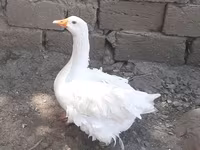 Geese — foto 1
