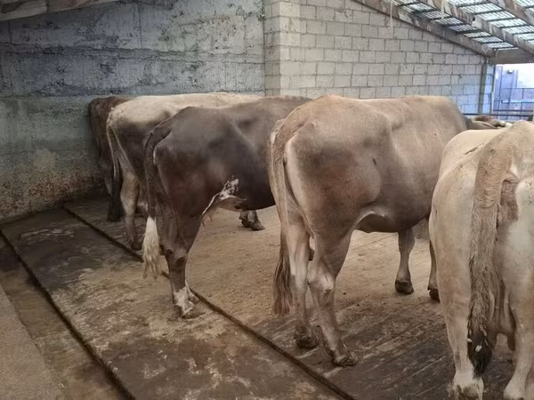 Bull, Cattle