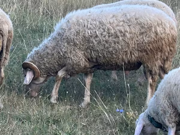كبش, Assaf sheep