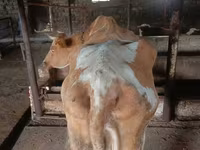 Vaca, Simmental cattle — foto 2