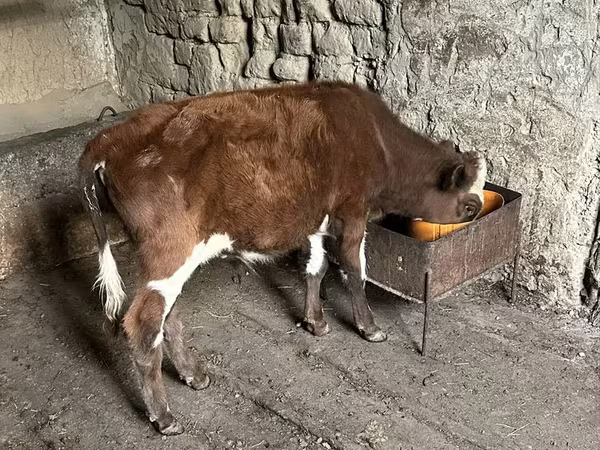Bull, Cattle