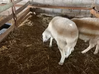 Қошқар, Assaf sheep — 4-сурет