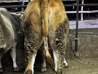 Cow, Swiss cattle — photo 2