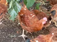 Chickens — լուսանկար 7