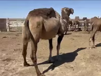 Camelos (lote, sexo não especificado), Anafi camel — foto 4
