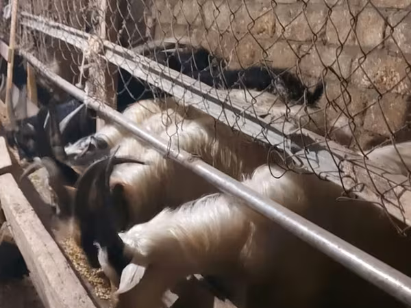 Bode, Cabras