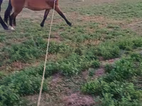 Mare, Horses — photo 2