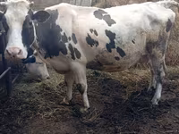 ԽՍԿ (խումբ, սեռը նշված չէ), Russian Black pied cattle — լուսանկար 2