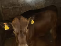 Bull, Cattle — photo 3