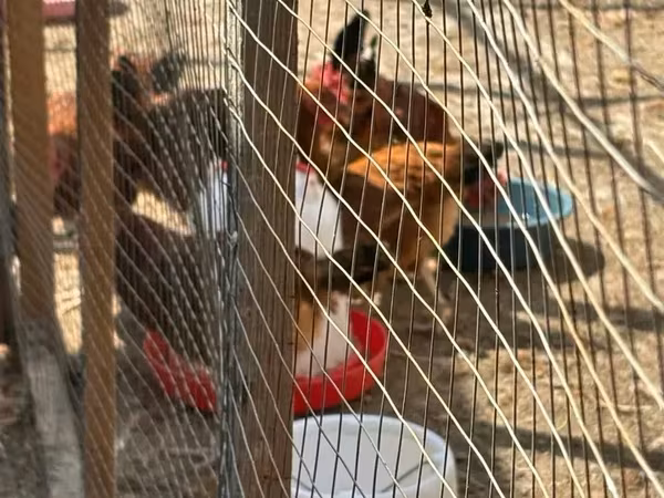 Chickens — 亚美尼亚