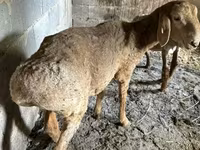 Ovelha, Katum sheep — foto 5