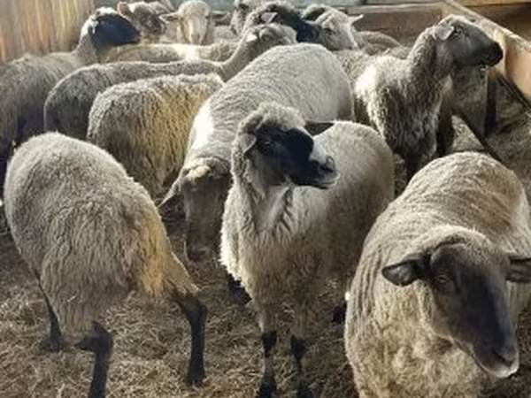 Ram, White Suffolk sheep