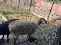 Խոյ, Hissar sheep — լուսանկար 5