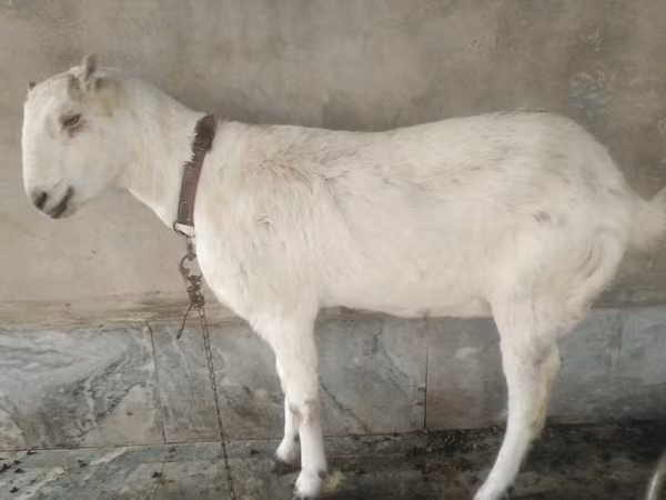 Այծեր (խումբ, սեռը նշված չէ), Barbari goats
