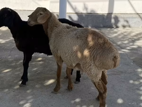 मेढ़ा, भेड़
