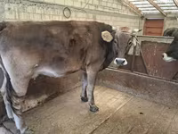 Cow, Holstein breed — photo 3