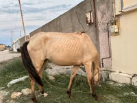 Бие, Azerbaijan horse — 4-сурет