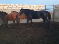 Hengst, Kushum Horse — Foto 4