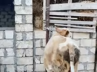 Ցուլ, Խոշոր եղջերավոր — լուսանկար 1