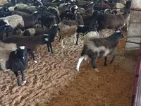 Widder, Suffolk sheep — Foto 3