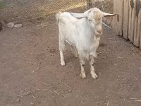 Ziegenbock, Saanen goat — Foto 1