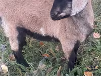 Cabra, Nubian Goat — foto 1