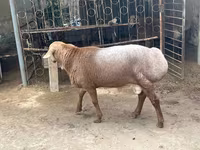 كبش, Edilbay sheep — الصورة 1