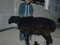 Խոյ, Karakul sheep — լուսանկար 1