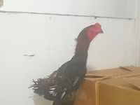 Gallinas Shamo — foto 3