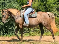 Stute, Kentucky mountain daddle horse — Foto 8