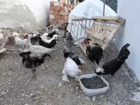بوليش — الصورة 3