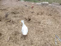 Pekin Alemão — foto 3