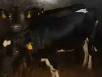Bull, Cattle — photo 4