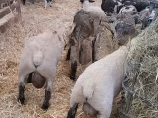 Խոյ, White Suffolk sheep
