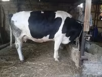 母牛, Russian Black pied cattle — 照片 8