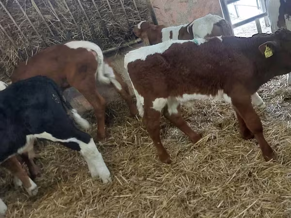 ԽՍԿ (խումբ, սեռը նշված չէ), Simmental cattle