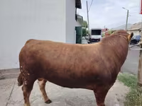 Bull, Limousin cow — photo 1