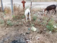 Goat, Goats — photo 6