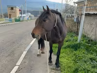 Mare, Horses — photo 2