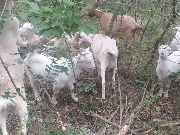 Էգ այծ, Nubian Goat