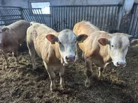 ԽՍԿ (խումբ, սեռը նշված չէ), Charolais cattle — լուսանկար 1