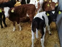 牛只（批次，未指定性别）, Cattle — 照片 7