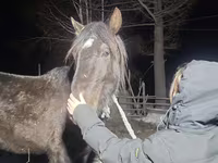 Cavalo, New Altai Horse — foto 2