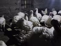 Հնդկահավի միս Հնդուշկա — լուսանկար 2