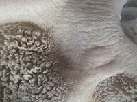 Շան կեր Տավարի Փոր — լուսանկար 2
