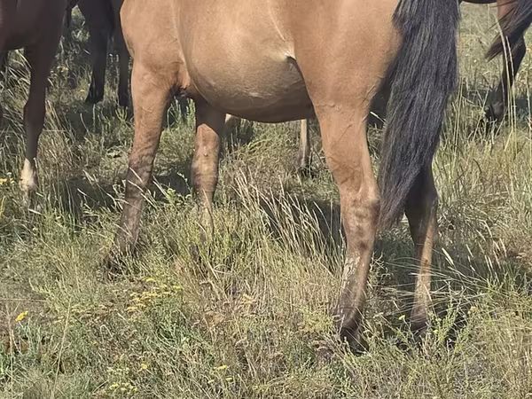 فرس, Mugalzhar horse