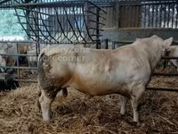 Ցուլ, Charolais cattle — լուսանկար 2