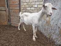 Էգ այծ, Saanen goat — լուսանկար 3
