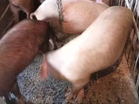 मादा सूअर, सूअर — फ़ोटो 1