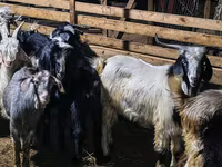 Ziegenbock, Ziegen — Foto 4